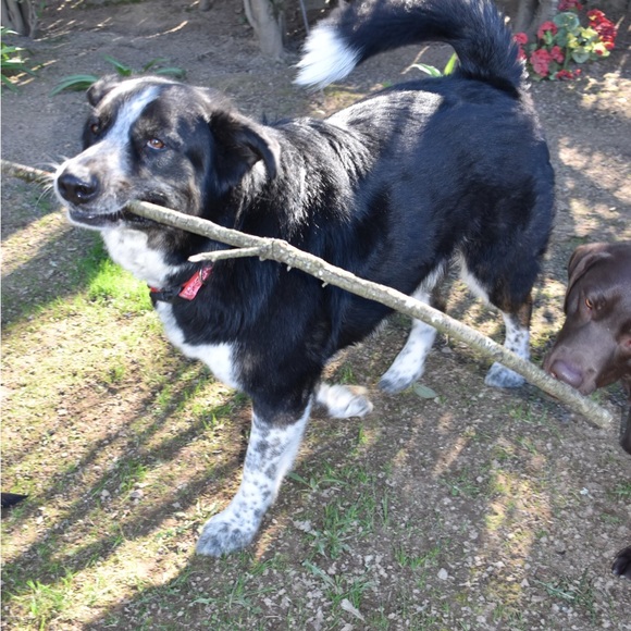 MAKE ME AN OFFER, ALL REASONABLE OFFERS ACCEPTED - Picture 3 of 6